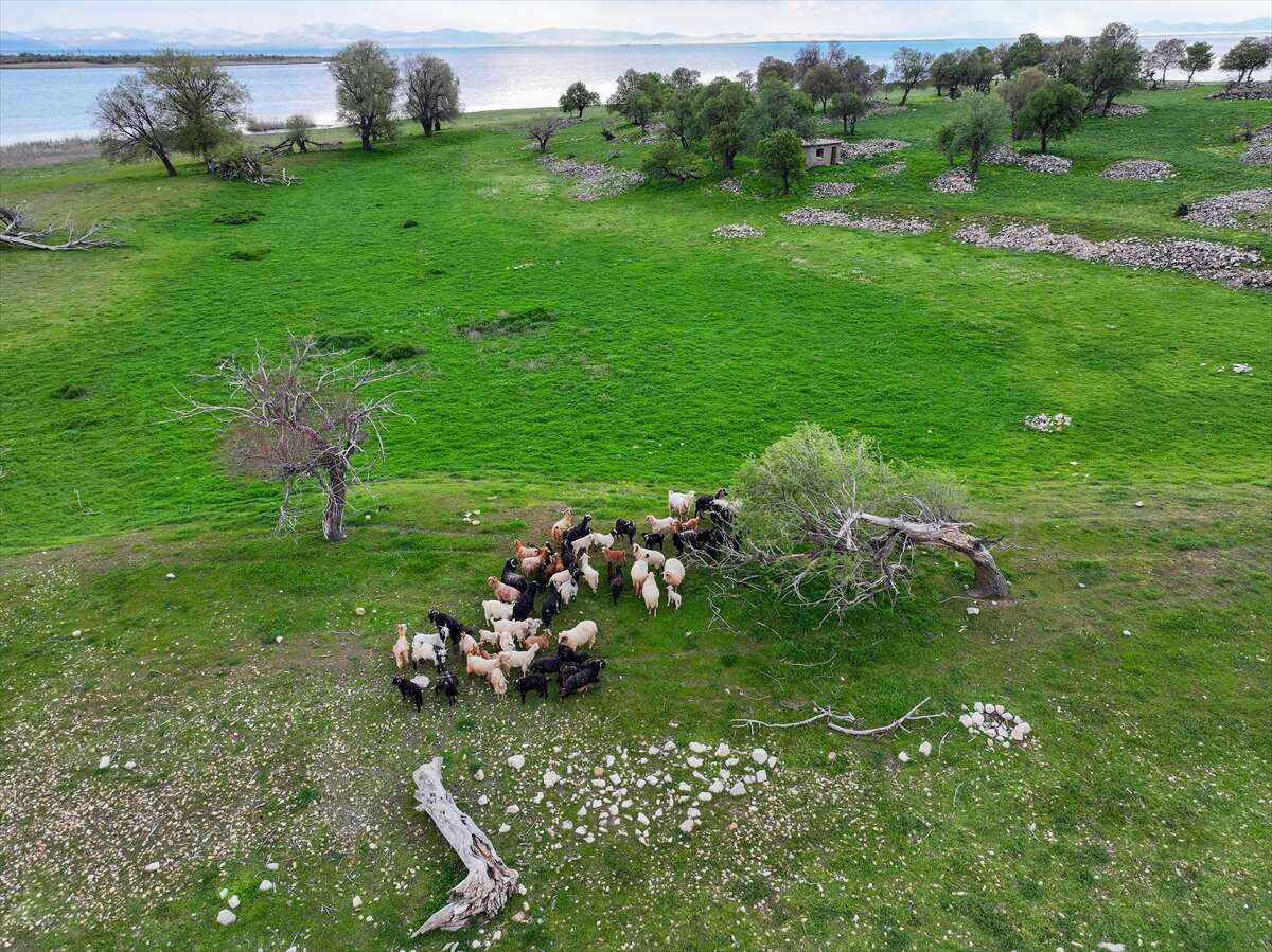 Konya’da bu sürü, adada tek başına yaşıyor 9